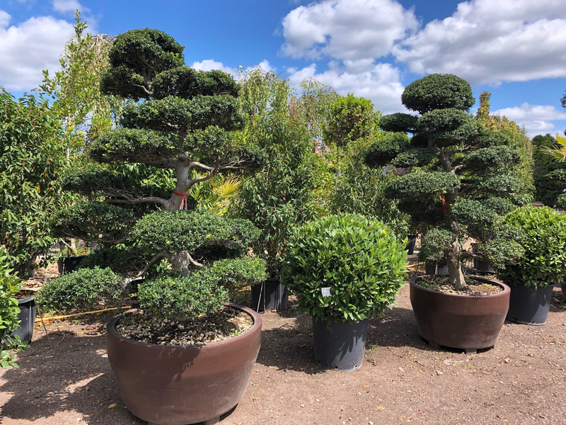 Cover photo of Folium and Flos Plants Limited
